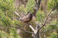 Dartford Warbler