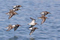 Dunlin