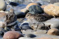 Dunlin