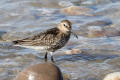 Dunlin