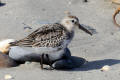 Dunlin