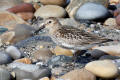 Dunlin