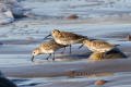 Dunlin