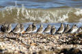 Dunlin