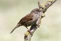 Dunnock