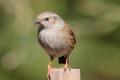 Dunnock on post