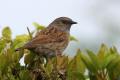 Dunnock on the garden hedge