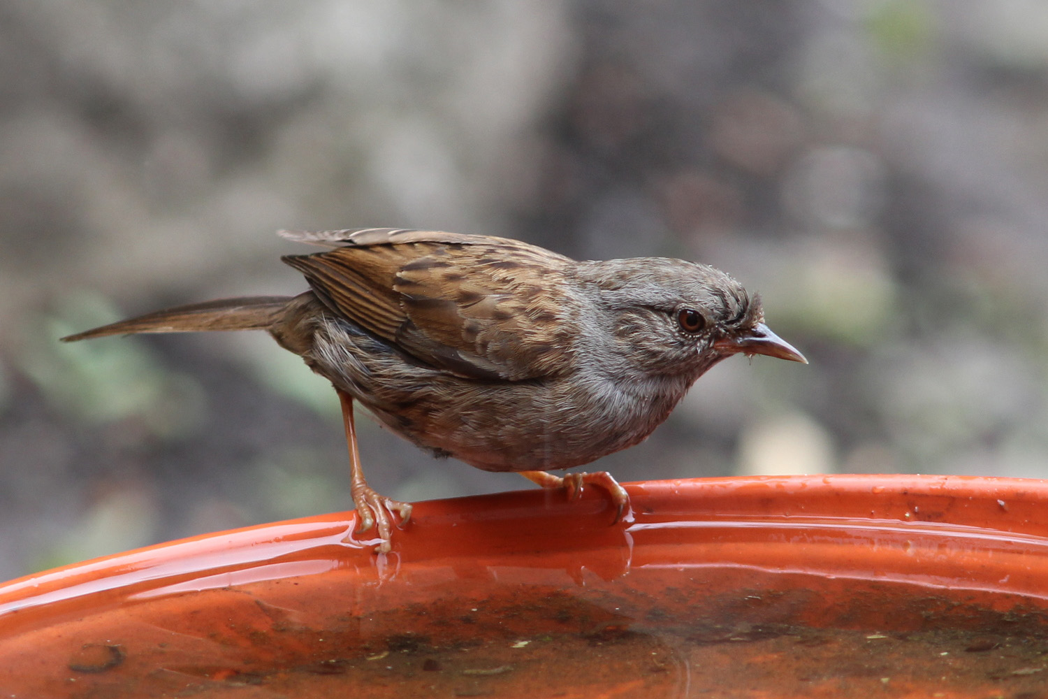 British Birds