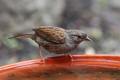 Dunnock and birdbath