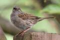 Dunnock