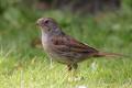 Dunnock