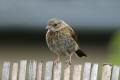 Juvenile Dunnock