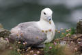 Fulmar