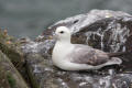 Fulmar