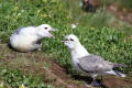 Fulmar