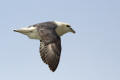 Fulmar