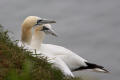 Gannet