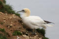 Gannet