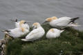 Gannet