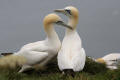 Gannet