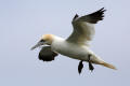 Gannet