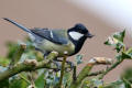 Great Tit with a spider dinner