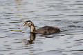 Great-crested Grebe