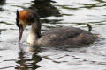 Great-crested Grebe