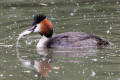 Great-crested Grebe