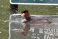 Great-crested Grebe