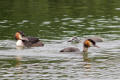 Great-crested Grebe