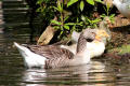 Greylag Goose with young