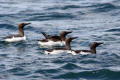 Guillemot