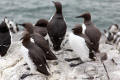 Guillemot