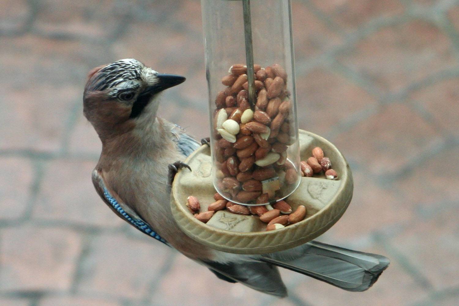 Peanut feeder