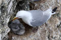 Kittiwake