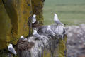 Kittiwake