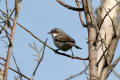 Lesser Whitethroat