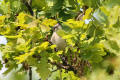 Lesser Whitethroat