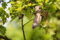 Lesser Whitethroat