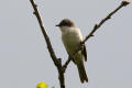 Lesser Whitethroat