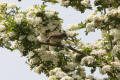 Lesser Whitethroat