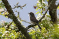 Lesser Whitethroat