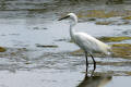 Little Egret