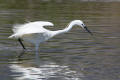 Little Egret