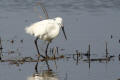 Little Egret