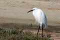 Little Egret