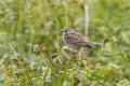Meadow Pipet