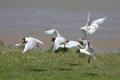 Mediterranean Gull fighting for scraps with Black-headed Gulls