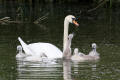 Mute Swan and cygnets